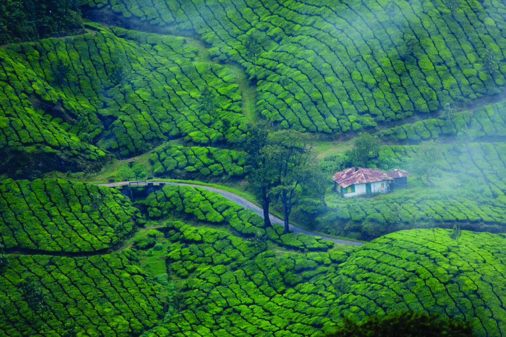 Munnar Kerala