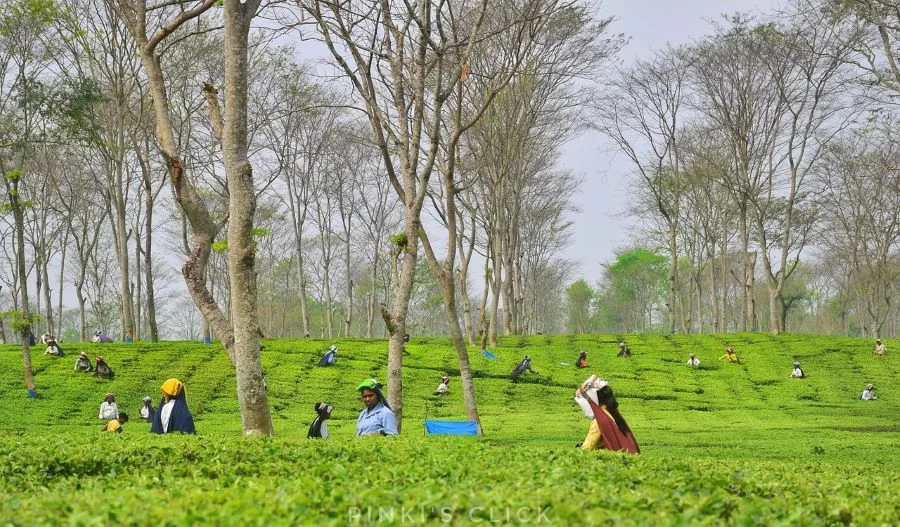 Darjeeling, West Bengal