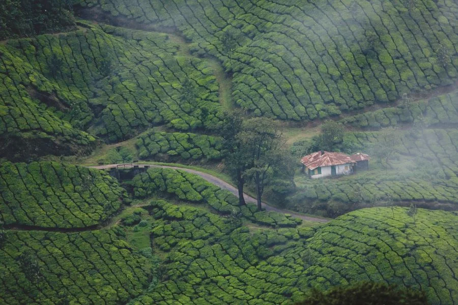 Munnar, Kerala