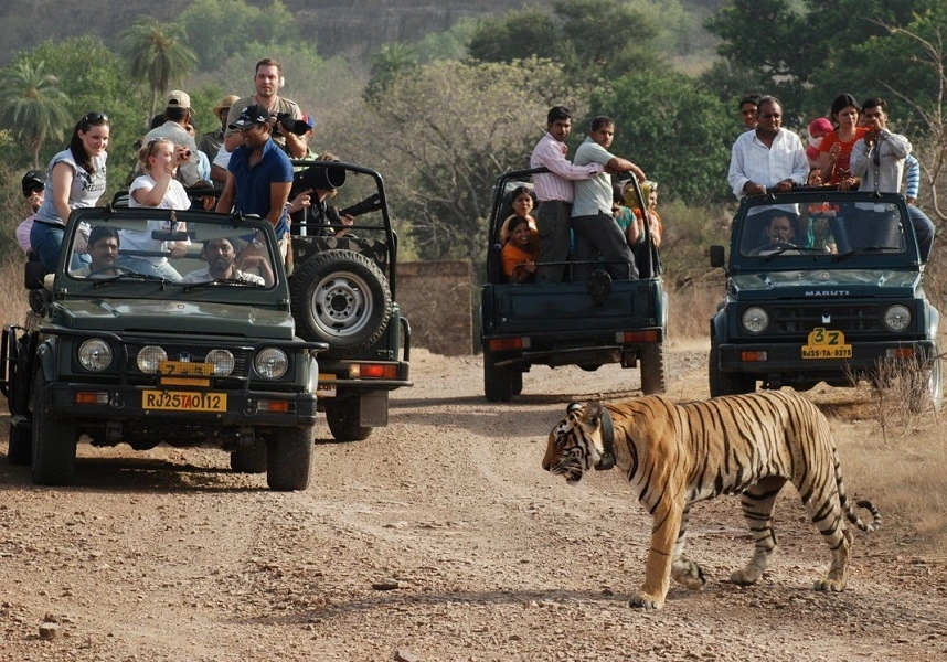 Wildlife Safari in Ranthambore National Park