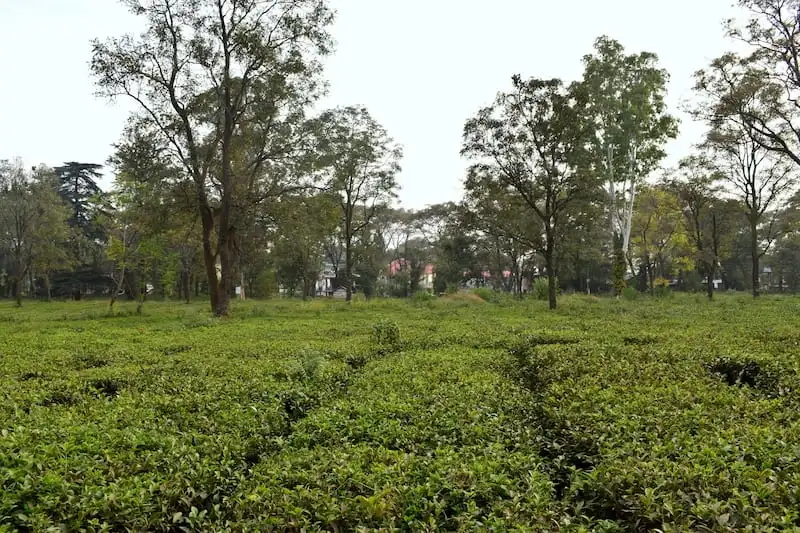 Tea Gardens of Dharamshala in Monsoon