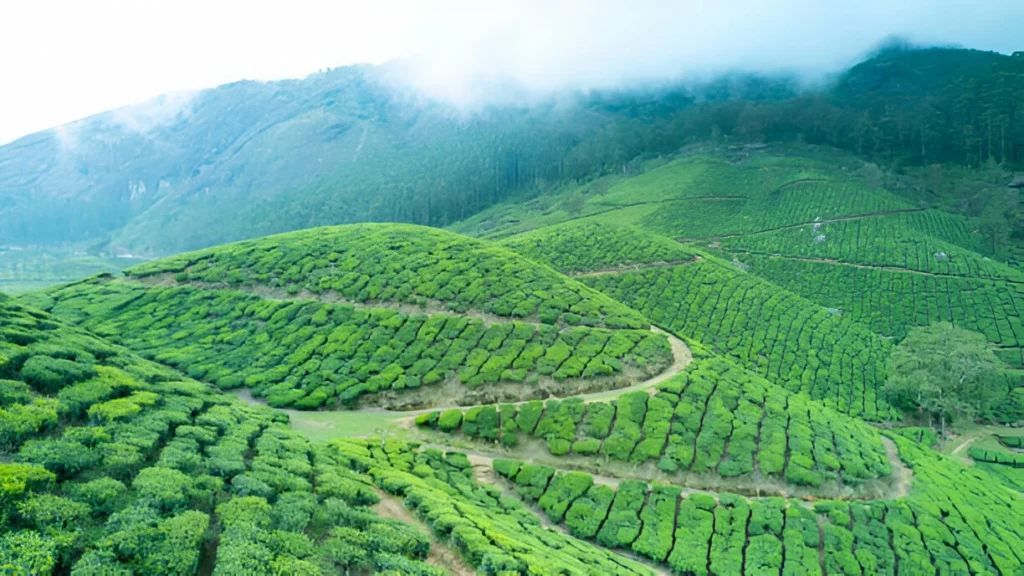 Visiting Munnar in Monsoon Season
