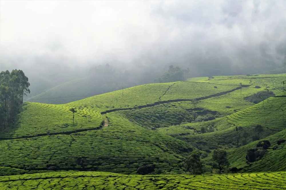 Tea Gardens of Munnar