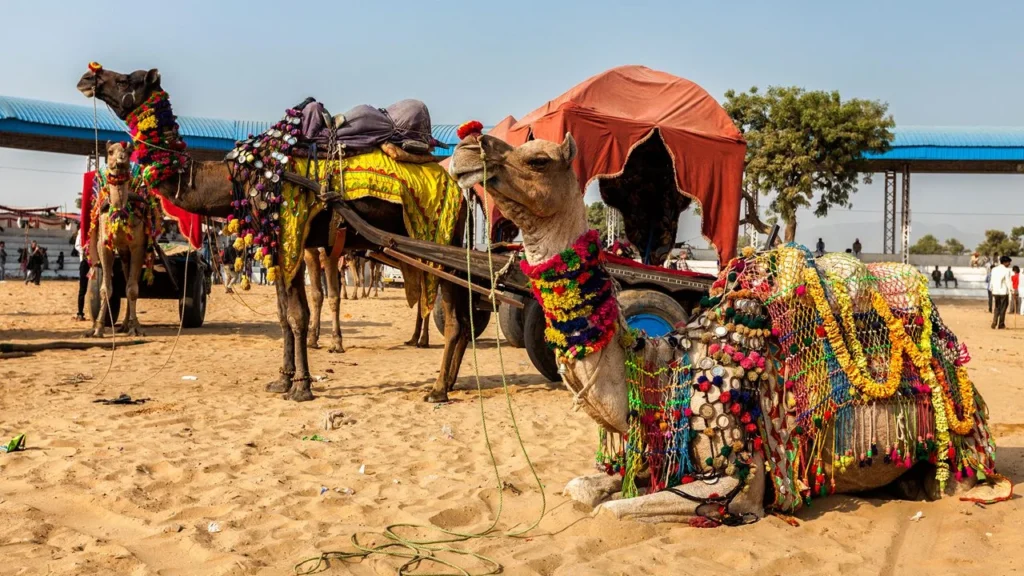 Pushkar Camel Fair 2025