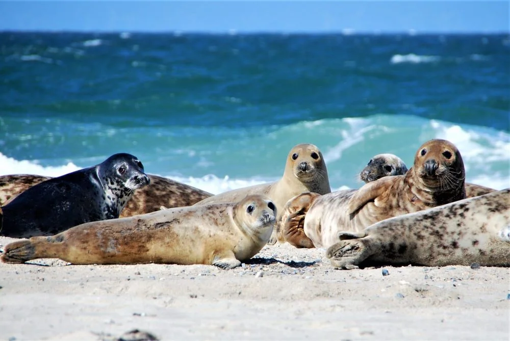 Seals on Düne in Heligoland Archipelago